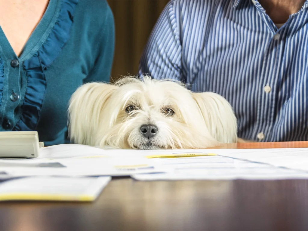 What happens to pets during a separation or divorce? Understanding your rights in Ontario